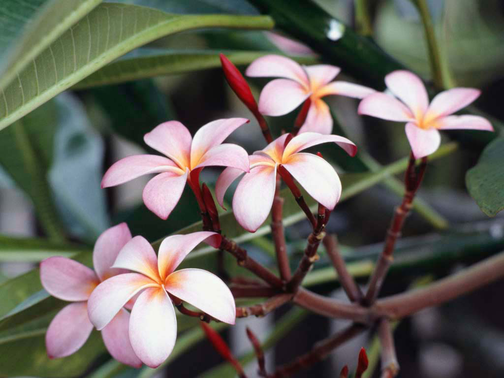 Frangipani%20Flowers.jpg