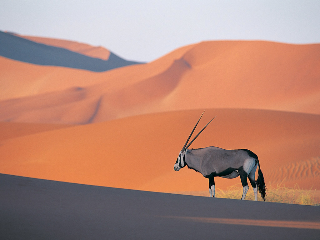 Oryx%20Antelope.jpg