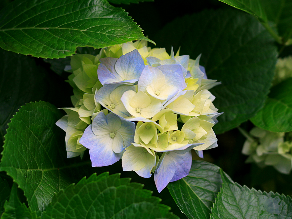 606489868_0db3dfc9_Hydrangeas.jpg