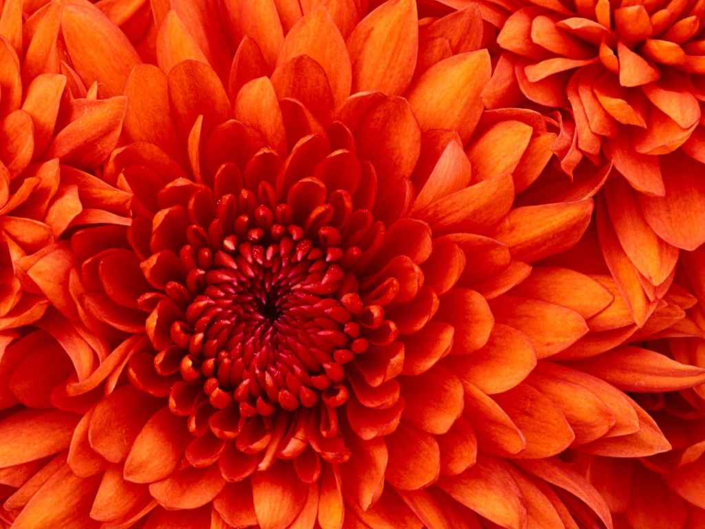 606489868_249e3a9c_Chrysanthemum.jpg