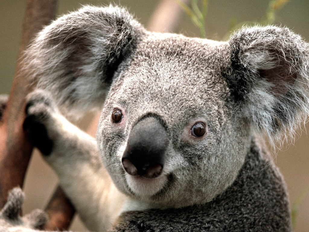 606489868_4e7bd222_Koala.jpg