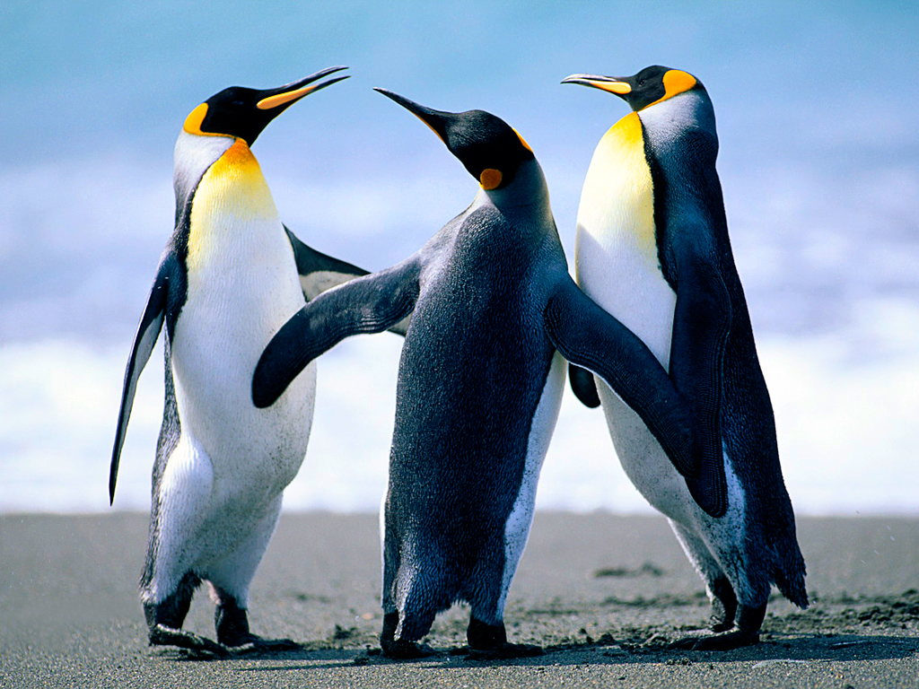 606489868_7666db5f_Penguins.jpg