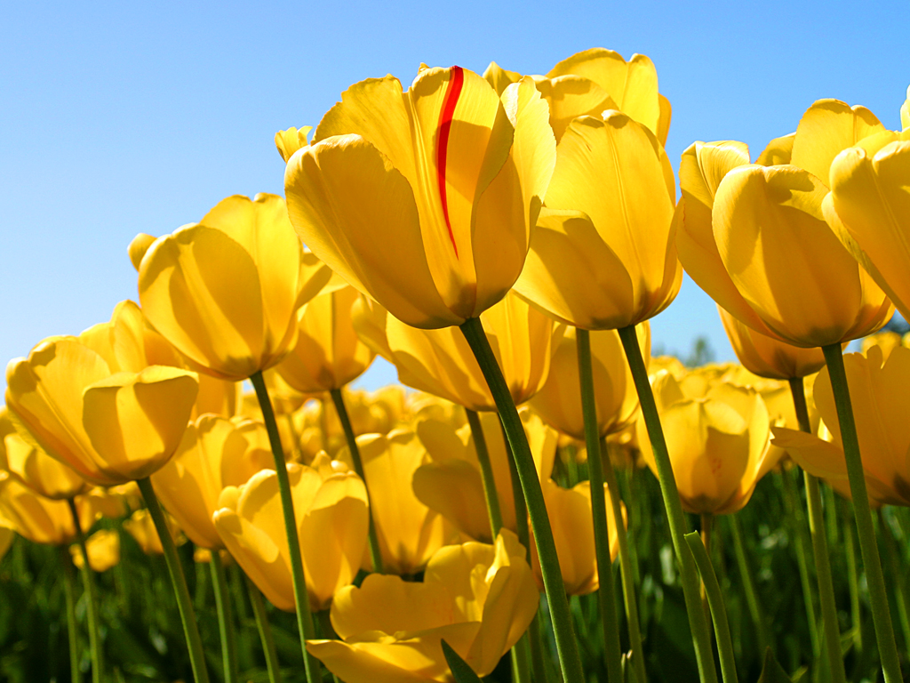 606489868_8fe69c39_Tulips.jpg