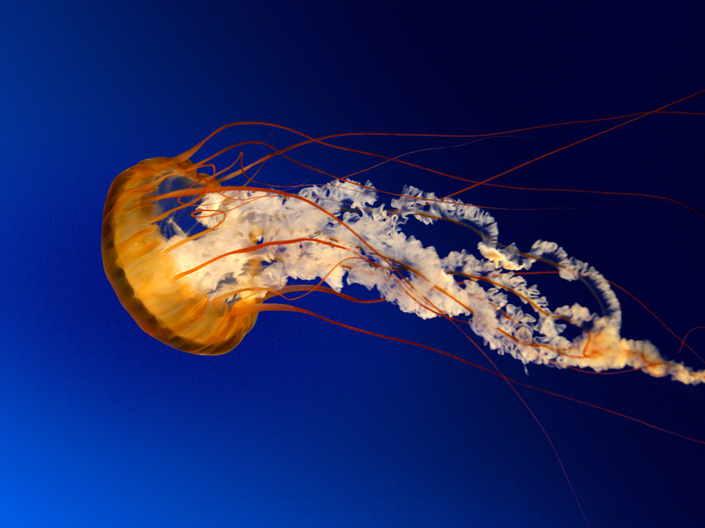 606489868_c58708ac_Jellyfish.jpg